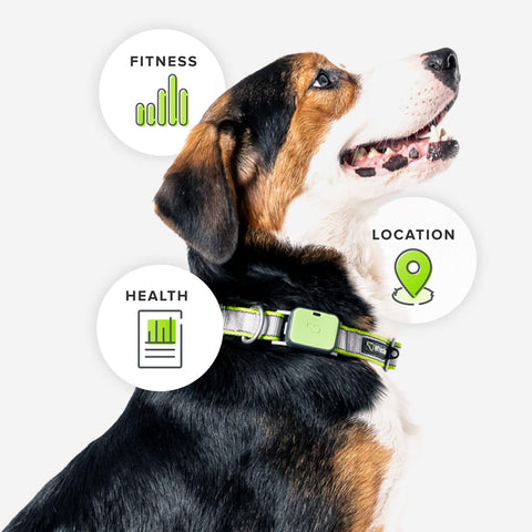 Ultimate Health & Location Tracker for Pets - Green – Toby Max